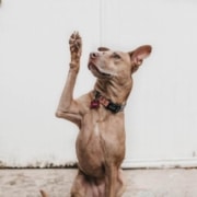 photo of a dog raising it's paw